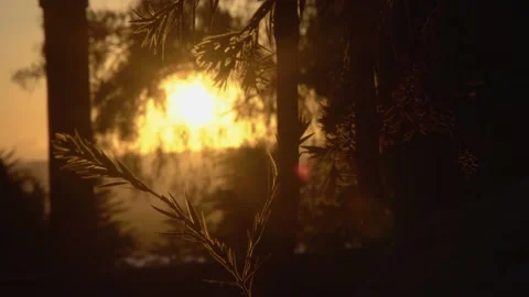 Tree branches at sunset close up Vídeo Stock 191290719