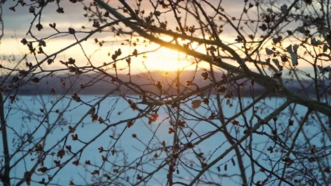 Tree branches at sunset. Close-up. Stock Footage 236557046