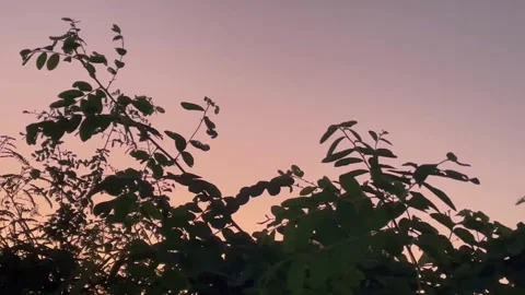 Tree Branches at Sunset Stock Footage 326439029