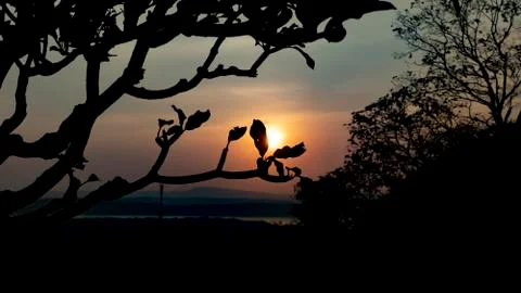 Tree Branches In The Sunset Stock Photos
