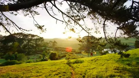 TREE BRANCHES AT SUNSET Stock Photos