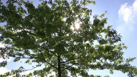 Tree branches in the sunshine against the sky Vídeos de archivo 38719356