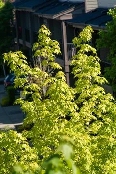 Tree branches in the sunshine Stock Photos