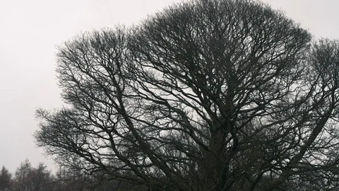 Tree branches sway side to side during heavy winds in Storm Ciara, UK, February Stock Footage 125526832