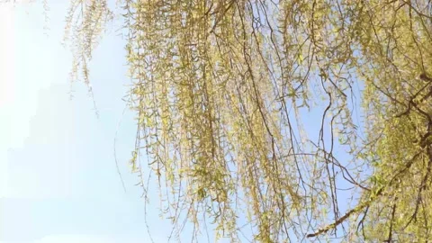Tree branches sway in the wind against a clear blue sky 스톡 동영상 131340571