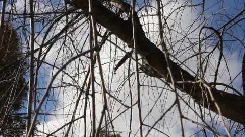 Tree branches sway in wind Stock Footage 44447209