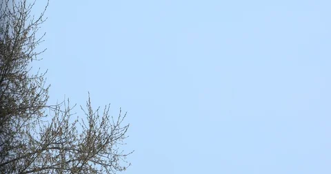 Tree branches sway in the wind Stock Footage 128911805