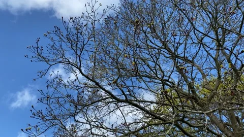 Tree Branches sway in wind Stock Footage 176362522