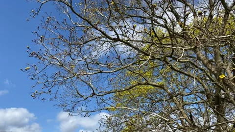 Tree Branches sway in wind Stock Footage 176420687
