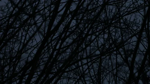 Tree branches sway in the wind late at night Vidéo 143550739