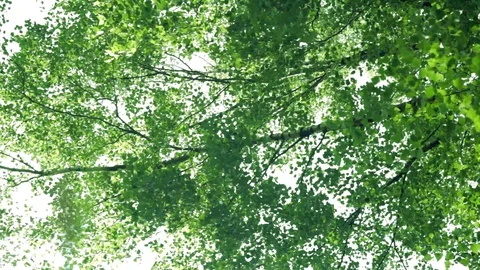 Tree branches sway in the wind, leaves shine through in the sun Stock Footage 114154585