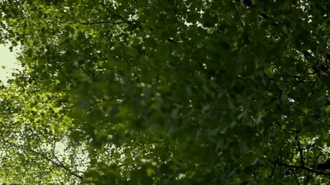 Tree branches sway in the wind, shine through the sun Stock Footage 114154541