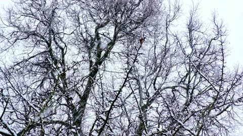 Tree branches sway in the wind in the snowfall against the gray gloomy sky Video stock 154142447