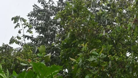 Tree branches swayed Video stock 297236233