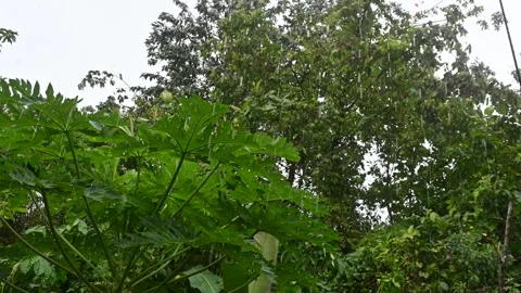 Tree branches swayed rapidly due to strong winds and rain. Stock Footage 297236261