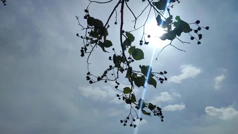 Tree branches swayed in the wind under the sunlight Stock Footage 291827764