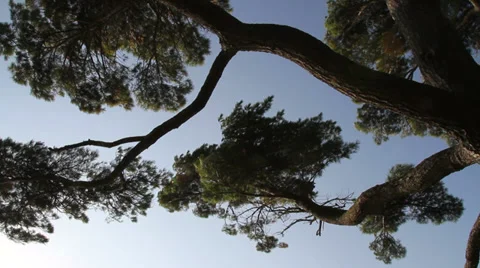 Tree branches swaying Stock Footage 28638491