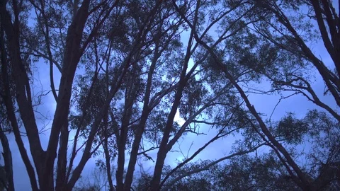 Tree branches swaying in a forest at night Stock Footage 87120242