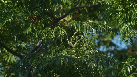 Tree Branches Swaying in a Gentle Summer Breeze Stock Footage 323140115