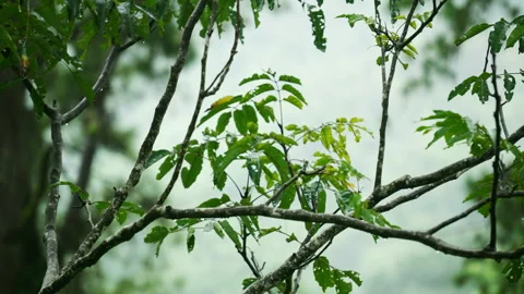 Tree branches swaying in gentle wind breeze against overcast sky Video stock 342905442