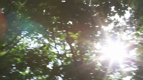Tree branches swaying gently in breeze against bright blue sky Stock Footage 313324504