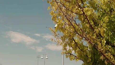 Tree Branches Swaying Gently in Breeze Against Blue Sky Vidéo 336757768