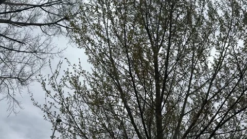 Tree branches swaying gently under an overcast sky, showing new spring foliage 스톡 동영상 333163764