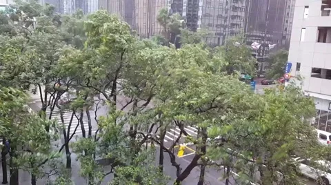 Tree Branches Swaying in High Winds Stock Footage 63924381