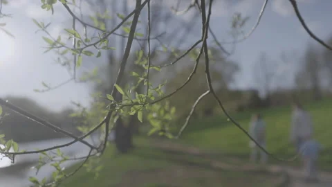 Tree branches swaying in light wind against people in park Stock Footage 242845888