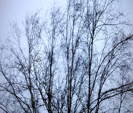 Tree Branches Swaying Loop Stock Footage 1046406