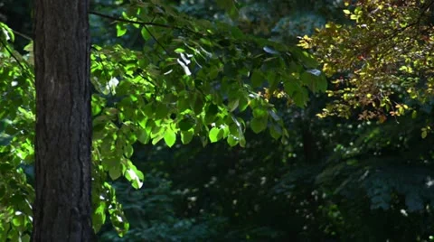 Tree Branches Swaying in Soft Breeze - Archival 2011 Nature Ambiance Stock Footage 11323566