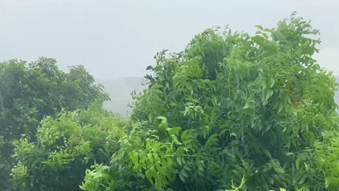Tree branches swaying in strong storm winds. Stockbeeldmateriaal 336608257