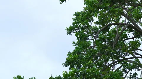 Tree branches swaying in strong wind under cloudy overcast sky before heavy rain Stock Footage 340183268