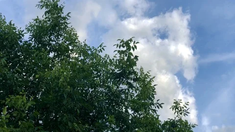 Tree branches swaying in the wind against the blue sky Stock Footage 112173418