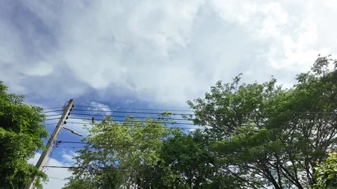 Tree branches swaying in the wind against white clouds sky background. Stock Footage 276692735