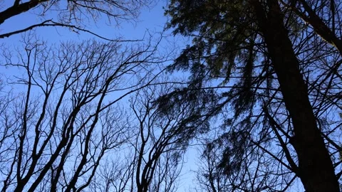 Tree branches swaying in the wind against a clear sky Stock Footage 330804284