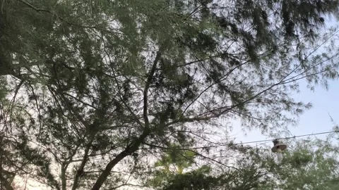 Tree Branches Swaying in the Wind Against Bright Sky Background Stock Footage 341505389