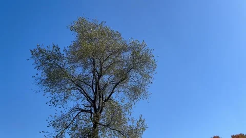 Tree Branches Swaying in Wind Against Clear Blue Sky Low Angle Stock Footage 347225407
