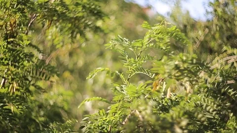 Tree branches swaying in the wind Stock Footage 75815916