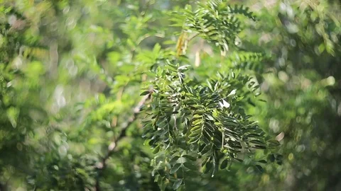 Tree branches swaying in the wind Stock Footage 78193785