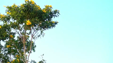 Tree branches swaying in the wind Vidéo 85834905