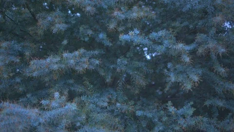 Tree branches swaying in wind Stock Footage 87120169