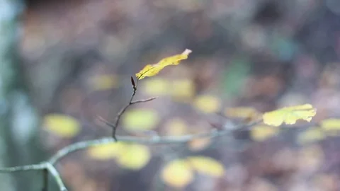 Tree Branches Swaying In Wind Stock-Footage 125702689