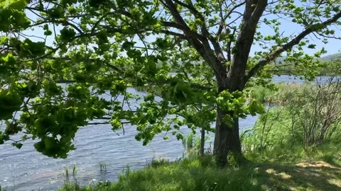 Tree branches swaying in the wind Stock Footage 242426256