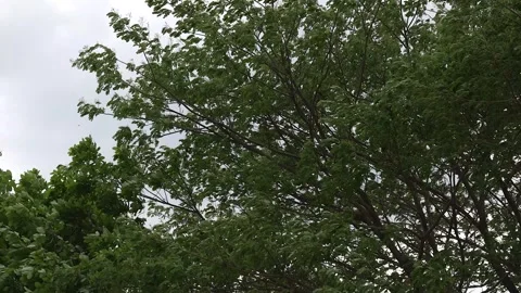 Tree branches swaying in the wind. 库存影片 274918953