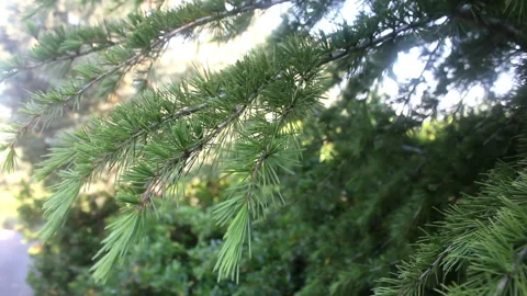 Tree branches swaying in the wind in the forest Stock Footage 171187468