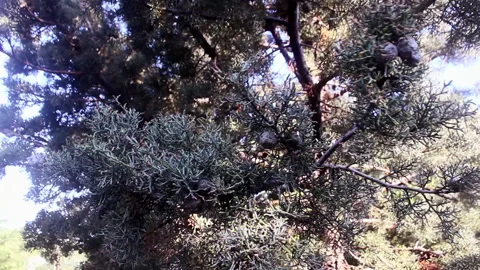 Tree branches swaying in the wind in the forest Stock Footage 171271006