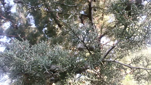 Tree branches swaying in the wind in the forest Stock Footage 171271466