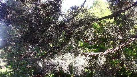 Tree branches swaying in the wind in the forest Stock Footage 171271814