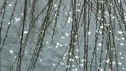 Tree branches swaying in the wind by the lake Stock Footage 236744959